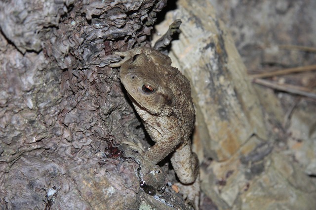 rospetti